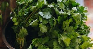 Can Cilantro Be Frozen? How to Thaw Properly (Step by Step) - Fitibility